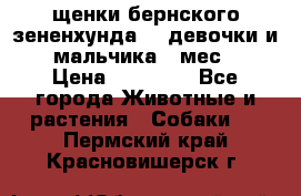 щенки бернского зененхунда. 2 девочки и 2 мальчика(2 мес.) › Цена ­ 22 000 - Все города Животные и растения » Собаки   . Пермский край,Красновишерск г.